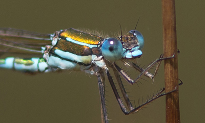 Austrolestes cingulatus